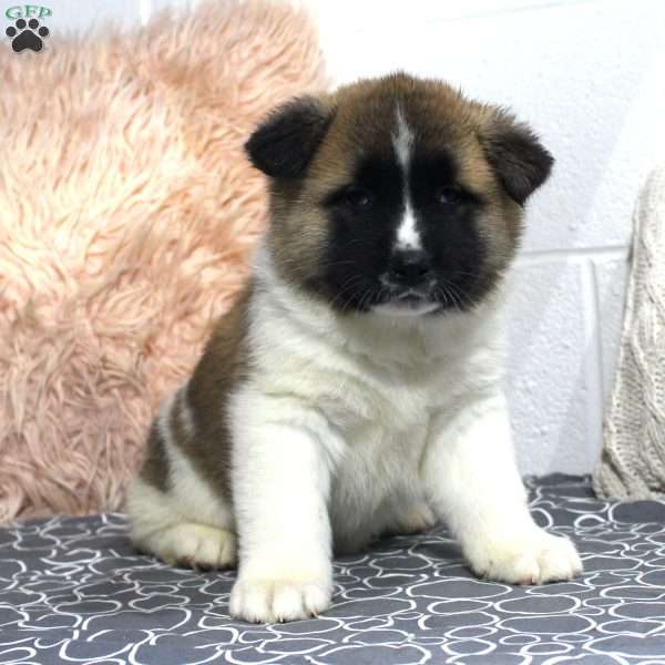 Olive, Akita Puppy